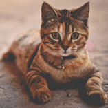 chat diarrhée